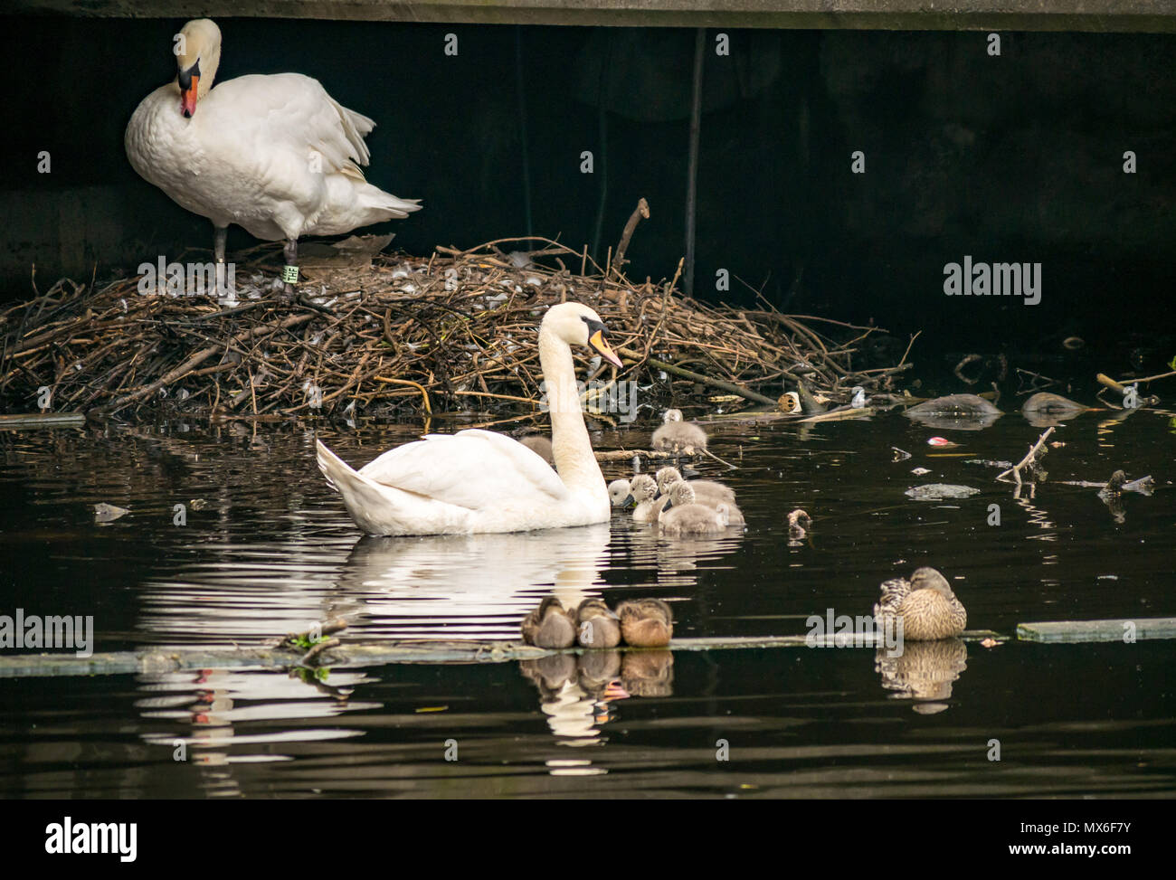 Water of Leith, Leith, Scozia, Regno Unito. Mute cigni, Cygnus colore, e soffici ad un grande nido, con anatra mallard e anatroccoli, Ana platyrhynchose Foto Stock