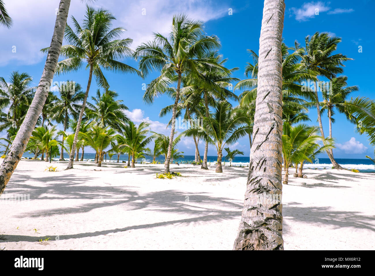 Guardando attraverso alberi di palma tropicali su una spiaggia di sabbia bianca in una giornata di sole verso l'Oceano Pacifico del Sud. Fotografato nell'isola di Upolu, Samoa occidentali. Foto Stock