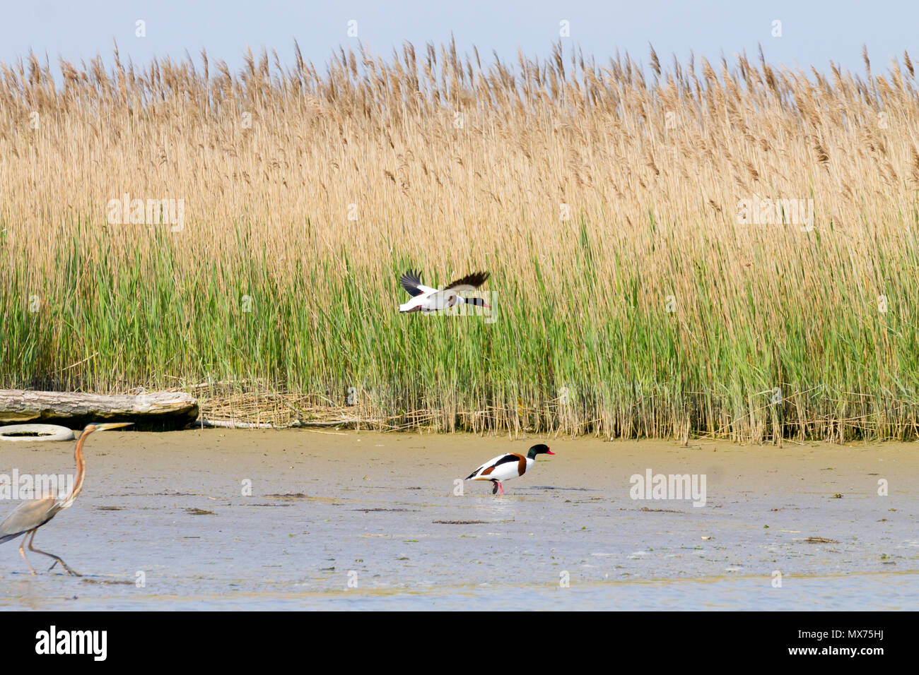 Shelduck comune vicino fino dal fiume Po laguna, Italia. Per gli uccelli migratori. Natura italiana Foto Stock
