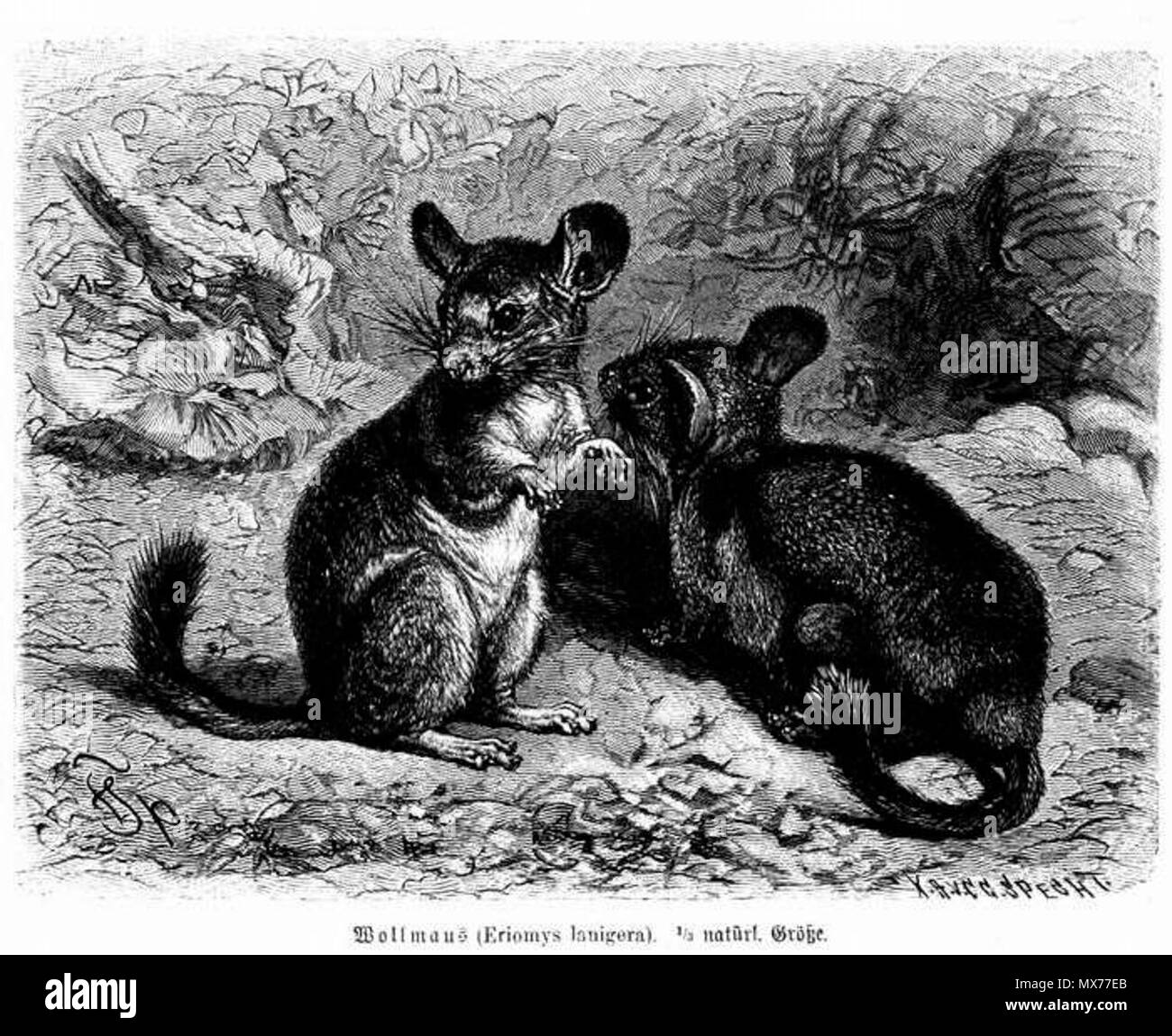 . Inglese: Chinchilla lanigera (Eriomys lanigera, Wollmaus) Polski: Szynszyla mała (Eriomys lanigera, Wollmaus) . 1883. reprod.Alfred Brehm 1883 127 Chinchilla lanigera (Eriomys lanigera) Foto Stock