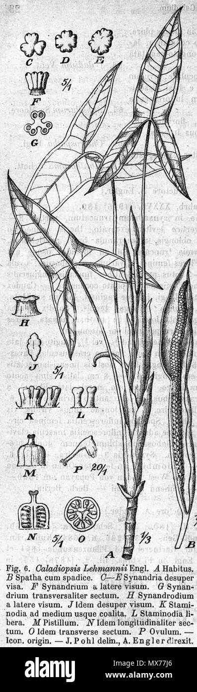 . Inglese: Chlorospatha lehmannii disegno botanico . 1920. Disegno: Pohl (d. 1939) in Das Pflanzenreich di Engler (d. 1930) 128 Chlorospatha lehmannii DPR Foto Stock