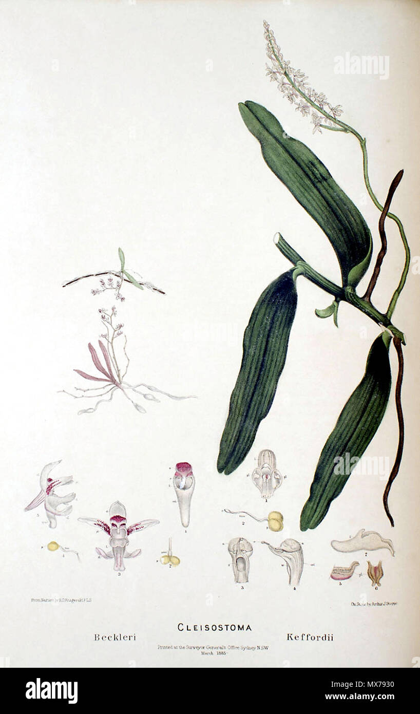 . Illustrazione di Papillilabium beckleri . 1882. Il disegno da R. D. Fitzgerald, litografia da Arthur J.si interrompe (1833-1931) 133 Cleisostoma beckleri - FitzGerald, Australian Orchidee - piastra 85 (1877) Foto Stock