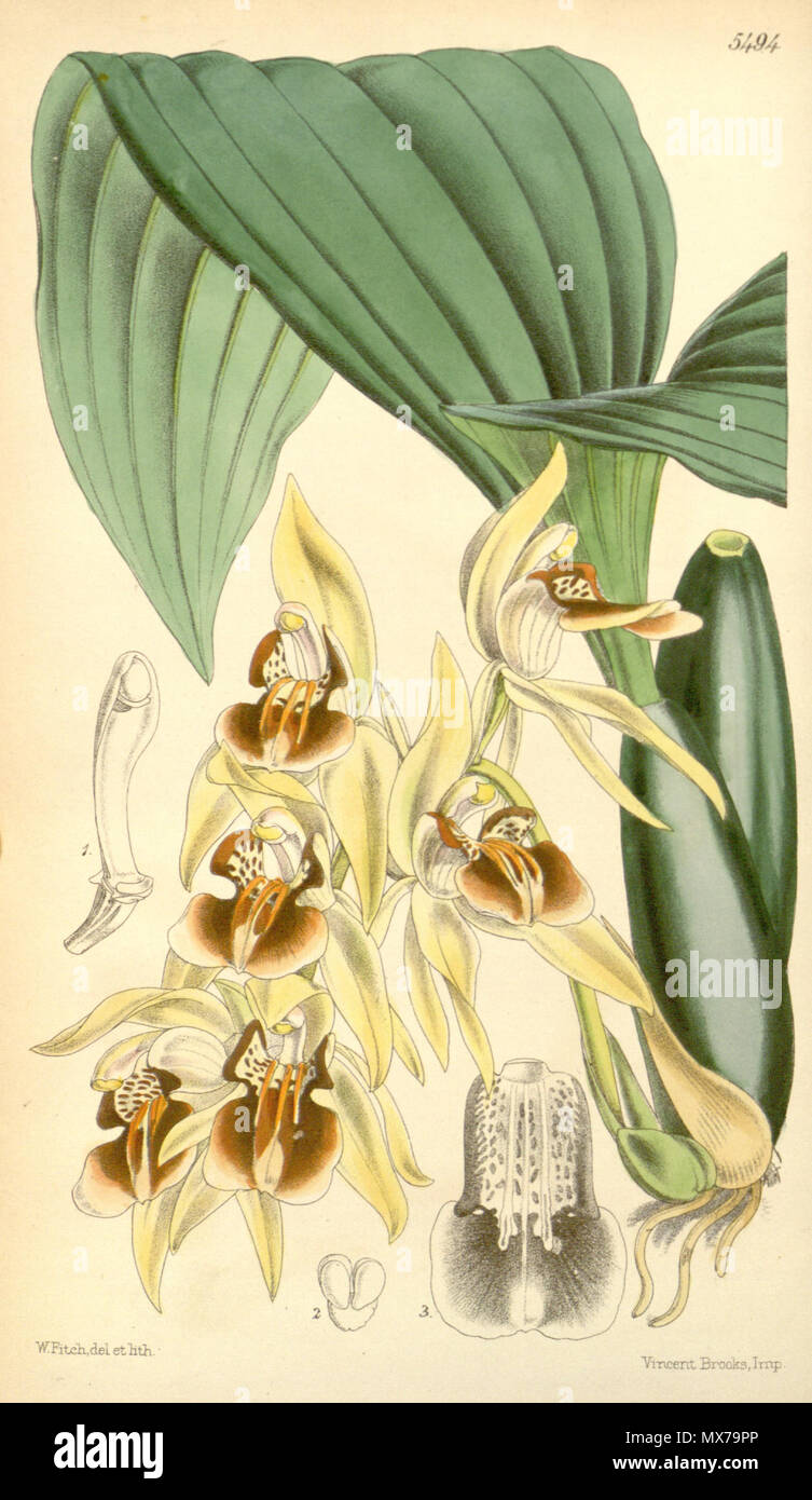 . Illustrazione di Coelogyne fuscescens var. brunnea . 1865. Walter Hood Fitch (1817-1892) del. et lith. Descrizione da Joseph Dalton Hooker (1817-1911) 138 Coelogyne fuscescens var. brunnea - Curtis' 91 (Ser. 3 no. 21) pl. 5494 (1865) Foto Stock