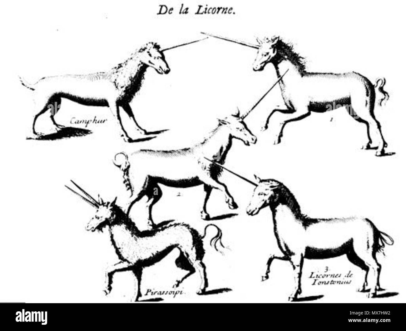 . Français : Le botaniste Pomet Pierre (1658-1699) mentionne cinq espèces de licornes, parmi lesquelles le Pirassouppi et le Camphur, en Tête du Chapitre sur la licorne de son Histoire générale des drogues. XVIIe. Pierre Pomet 157 Delalicorne Foto Stock