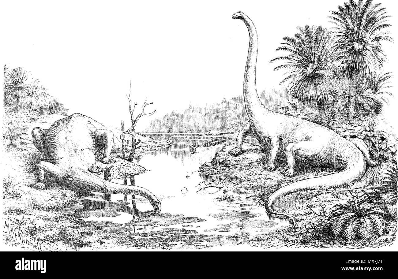 . Diplodocus come illustrato da fieno in 1910. 1910. Oliver P. fieno 164 Diplodocus da fieno 1910 Foto Stock