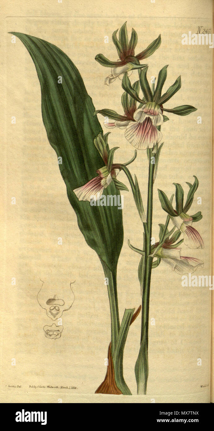 . Illustrazione di Eulophia guineensis . 1824. J. Curtis del., Weddell sc. 199 Eulophia guineensis - Curtis' 51 pl. 2467 (1824) Foto Stock