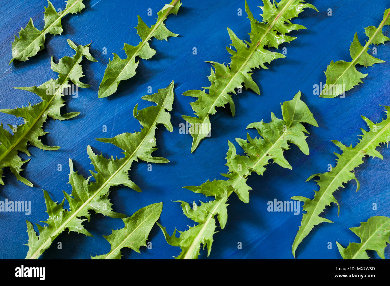 Piatto modello di laici di verde scolpito il tarassaco lascia alla moda su sfondo blu. Foto Stock