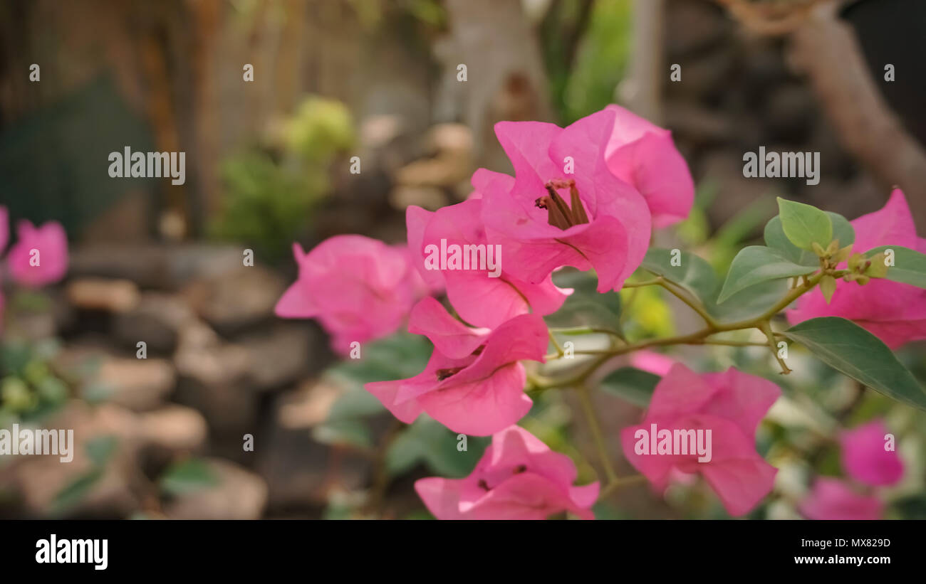 Belle immagini di fiori in un giardino enorme Foto Stock