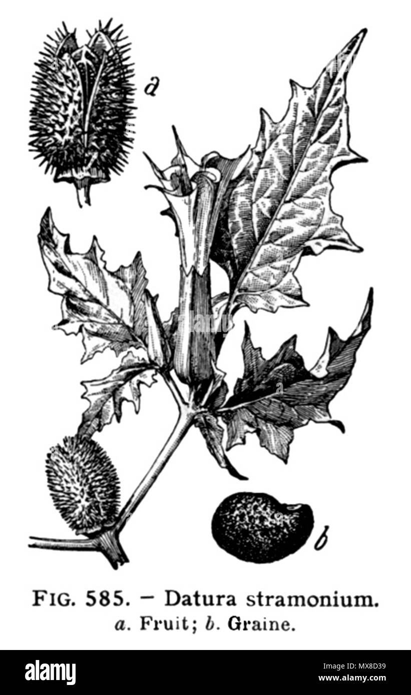 . Français : Datura stramonium. Plante de la Famille des Solanées de propriété analogico à la belladone. Larousse Illustré medica, Parigi, 1912. Galtier-Boissière (org.) . Il 25 ottobre 2011. Galtier-Boissière (org.) 172 Dstamonium-LarousseMedical Foto Stock