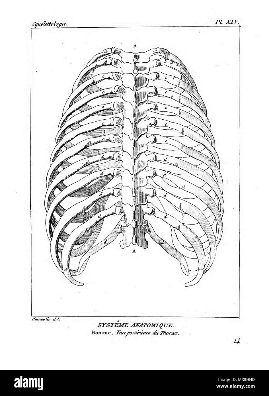 190 Encyclopédie méthodique - Systeme Anatomique, PL14 Foto Stock