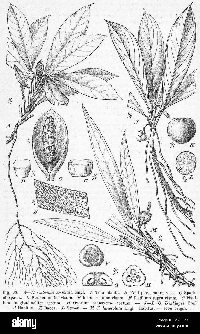 . Inglese: Culcasia disegno da A. Engler da Das Pflanzenreich (1920) . 1920. Adolf Engler (d. 1930) 191 Engler Colocasia Foto Stock