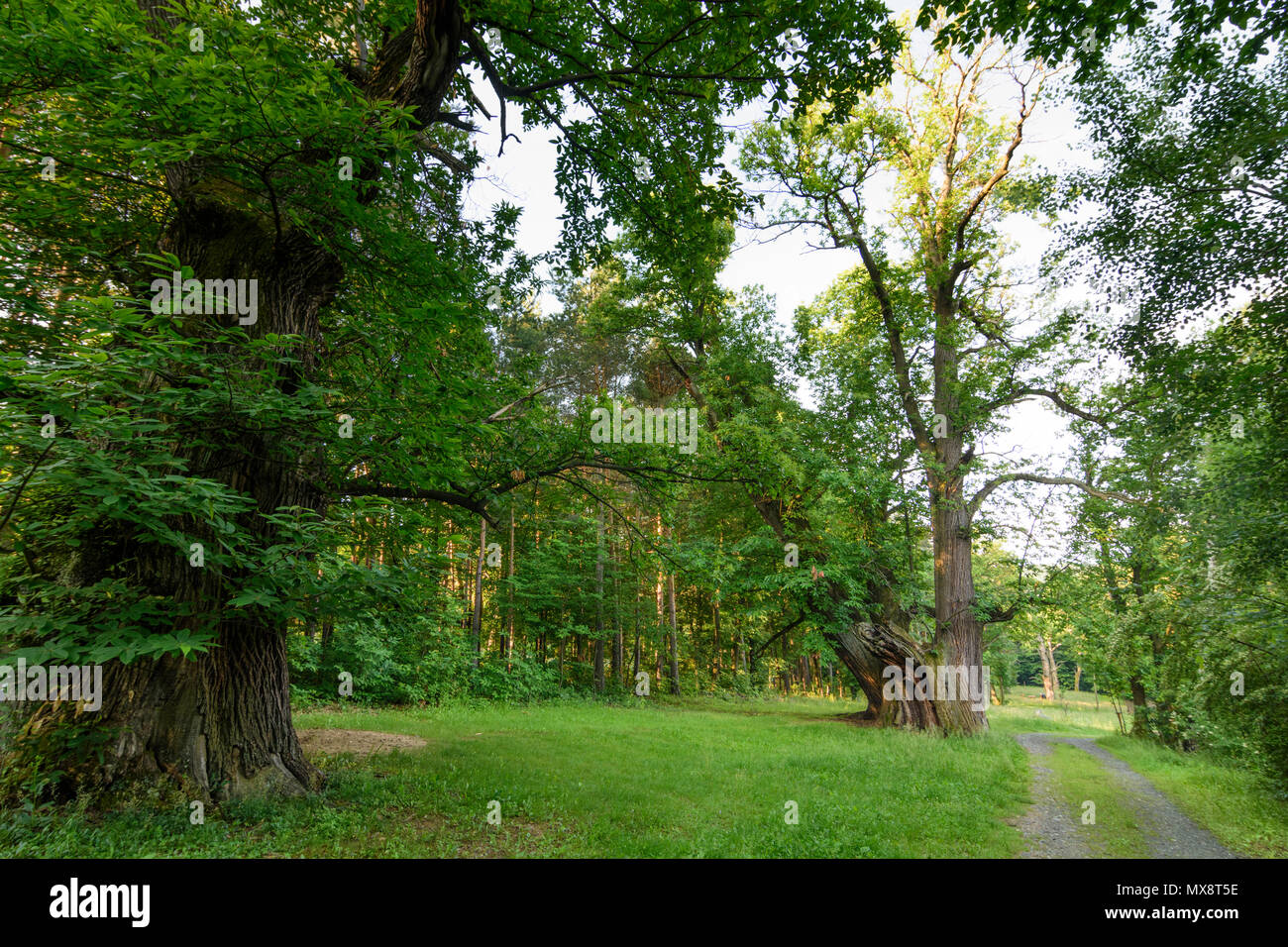 Mannersdorf an der Rabnitz: Kastanienhain (vecchio castagneto) in Liebing in Austria, Burgenland, Mittelburgenland Foto Stock