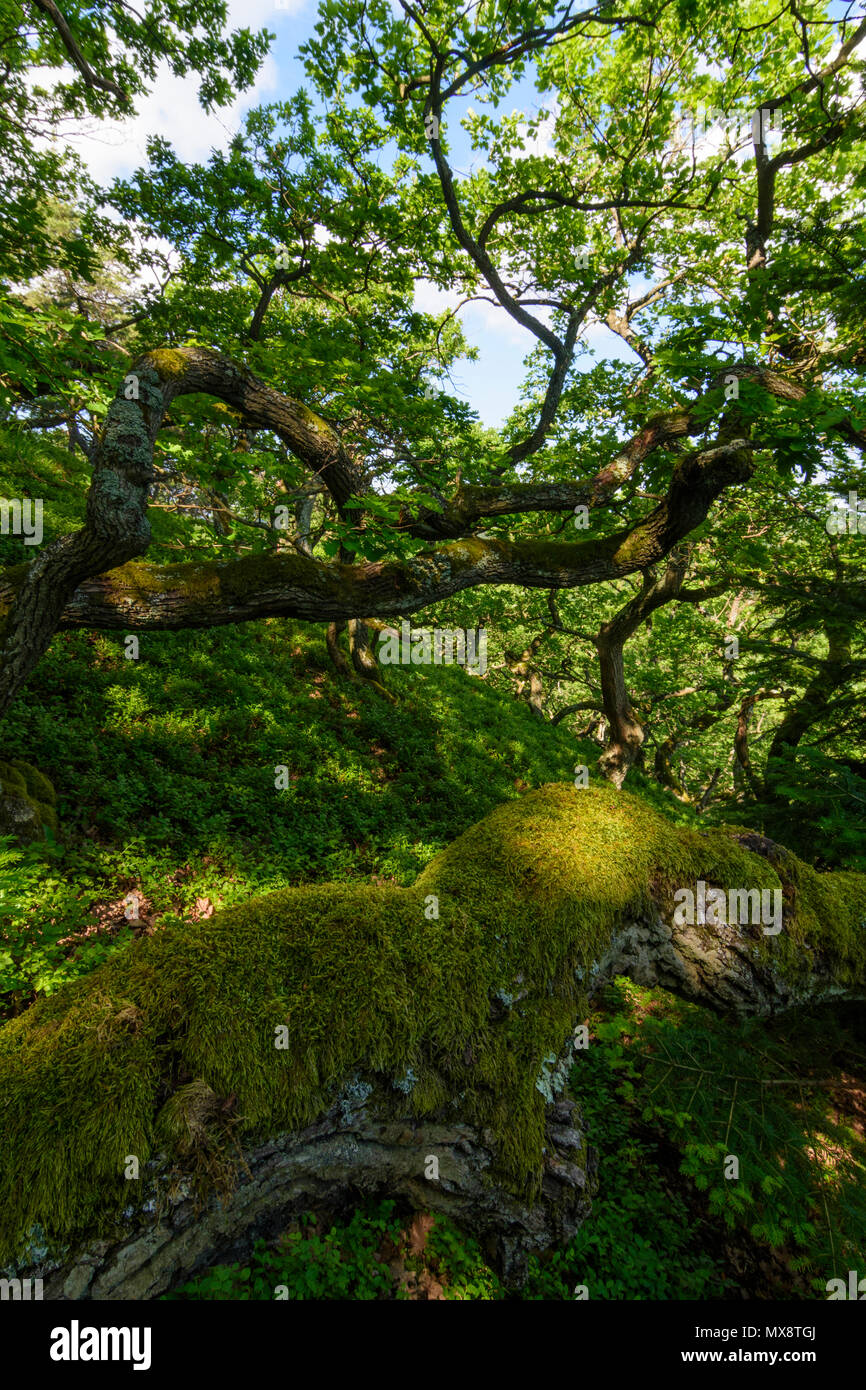 Steinberg-Dörfl: foresta di querce, crooked alberi piegati, giungla, foresta naturale, pendio di montagna Burgstallberg in Austria, Burgenland, Mittelburgenland Foto Stock