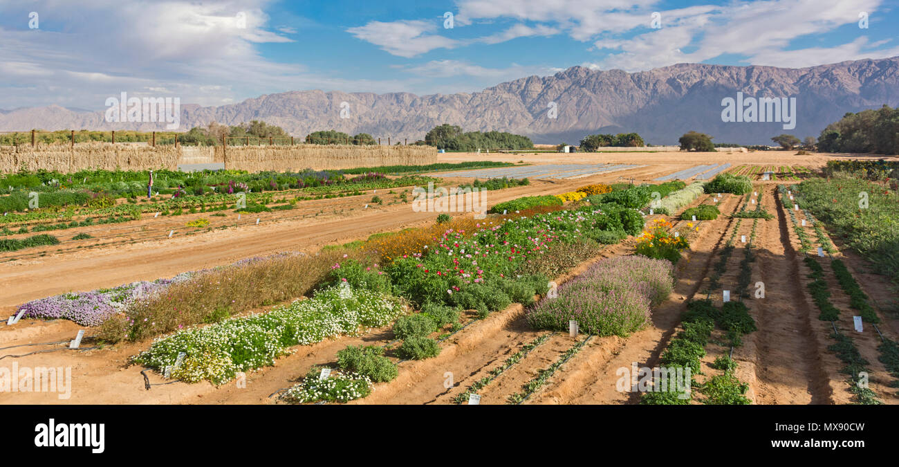 Fattoria sperimentale nel deserto di Arava in Israele con la Moav montagne della Giordania in background Foto Stock