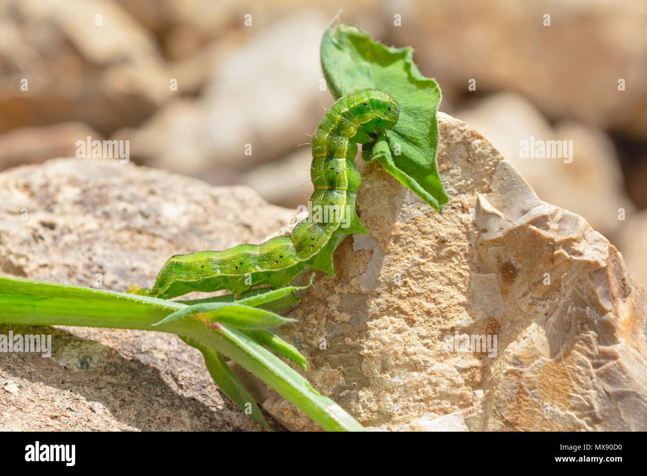 Macro di un verde e giallo listati confina la paglia moth larva di mangiare un pisello dolce leaf Foto Stock