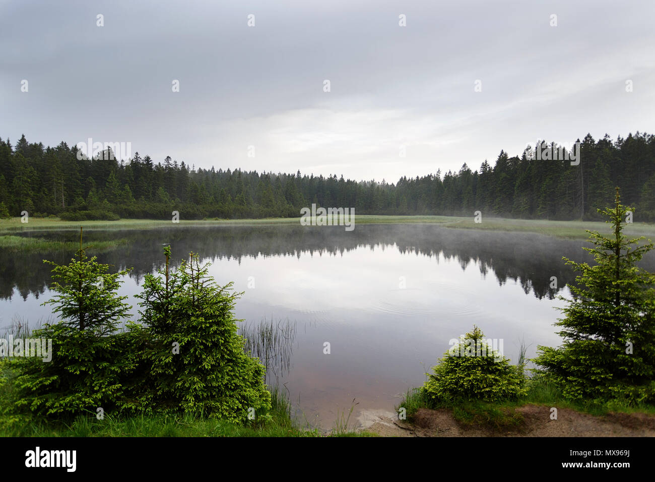 Tramonto su misty swamp, Alovenia Foto Stock
