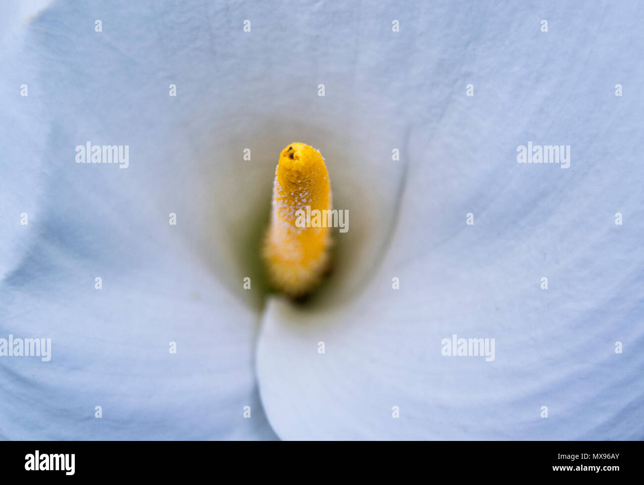 Soft focus di bianco Zantedeschia aethiopica (noto come Calla Lily e arum lily) con giallo spathe - Araceae, Alismatales Foto Stock