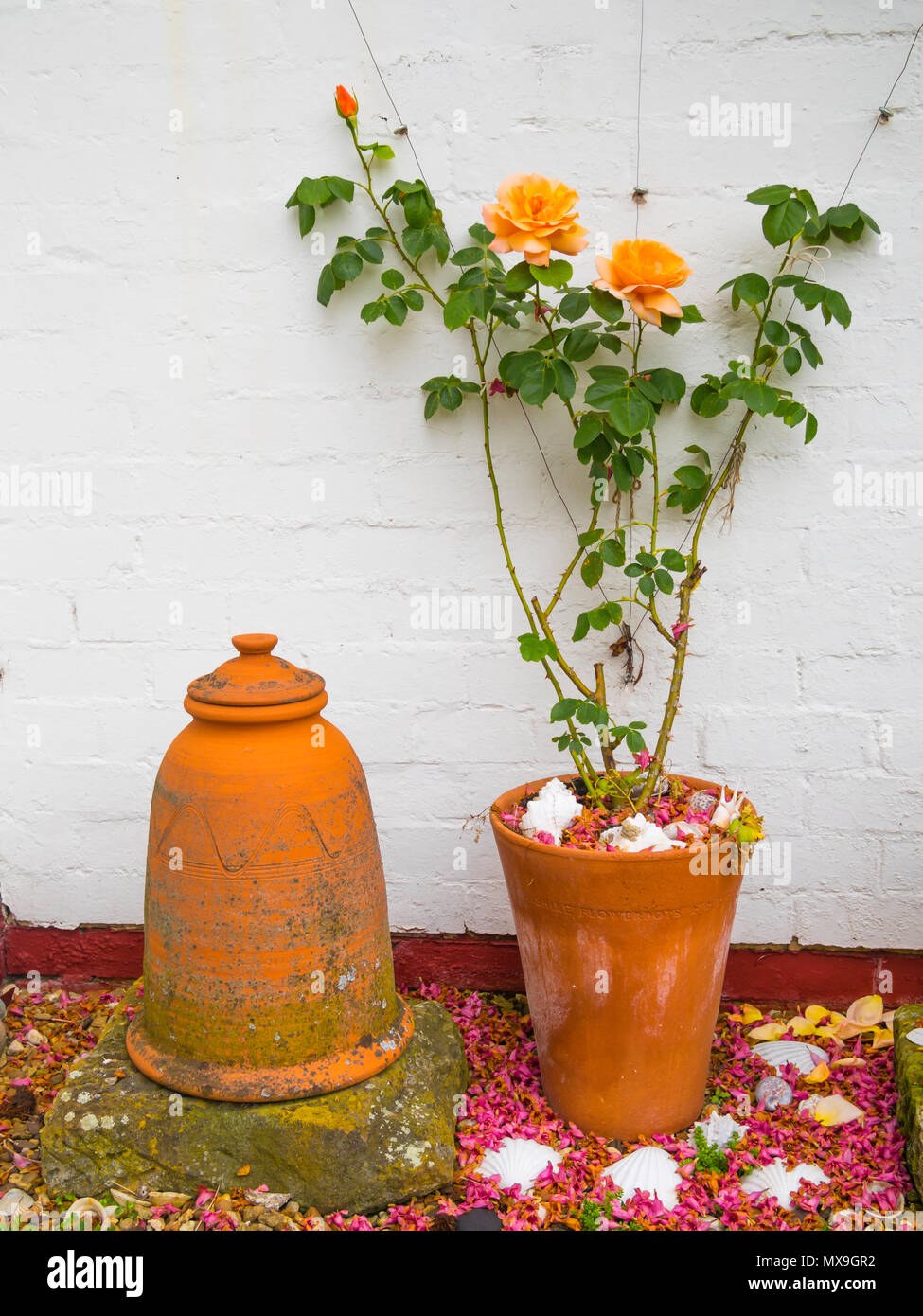 Una molla angolo giardino con vaso di terracotta e un forzatore rabarbaro con rosa rampicante 'Schoolgirl' nella prima fioritura Foto Stock