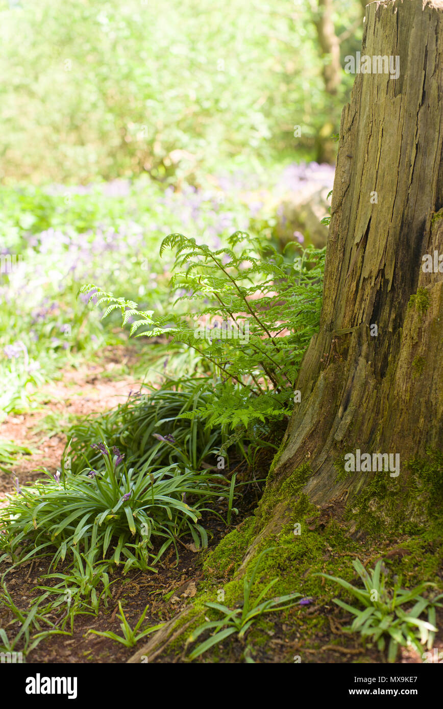 Felci e bluebells crescendo sotto un albero nel bosco Foto Stock