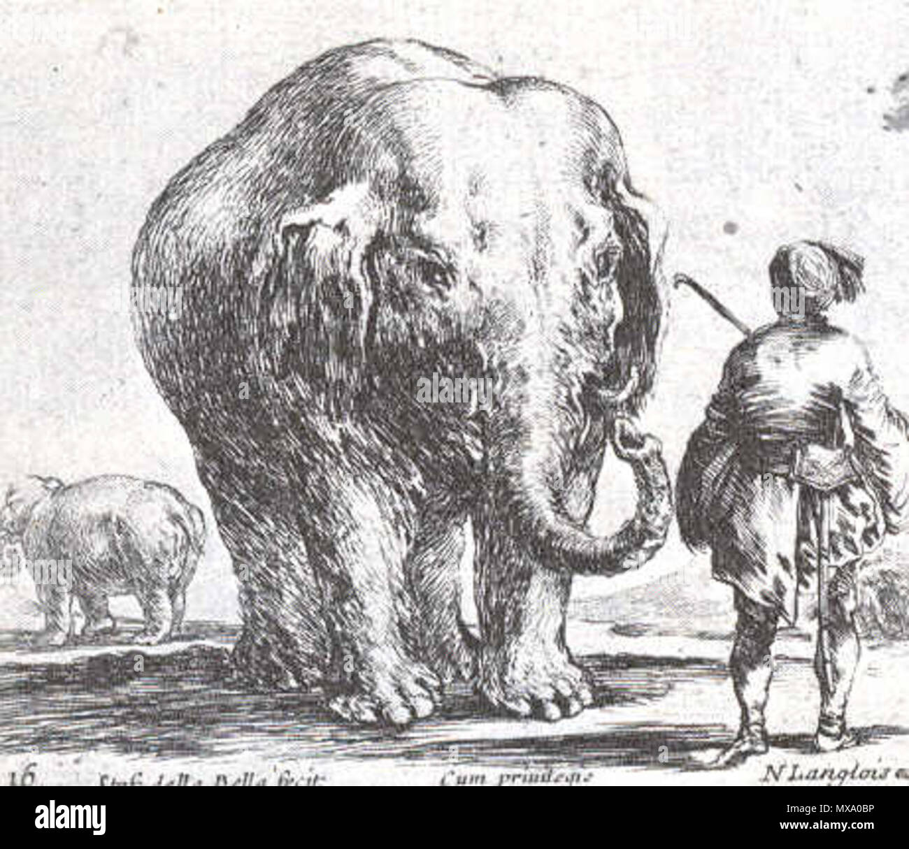 267 Hansken.Bella1 Foto Stock