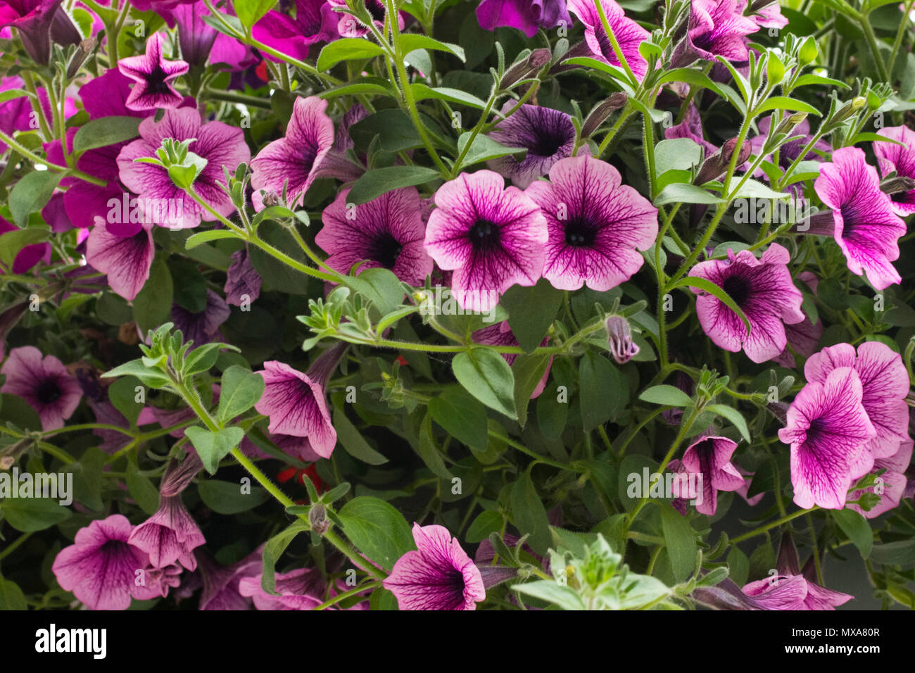 Rosa / viola giardino nelle petunie in Roeselare Foto Stock