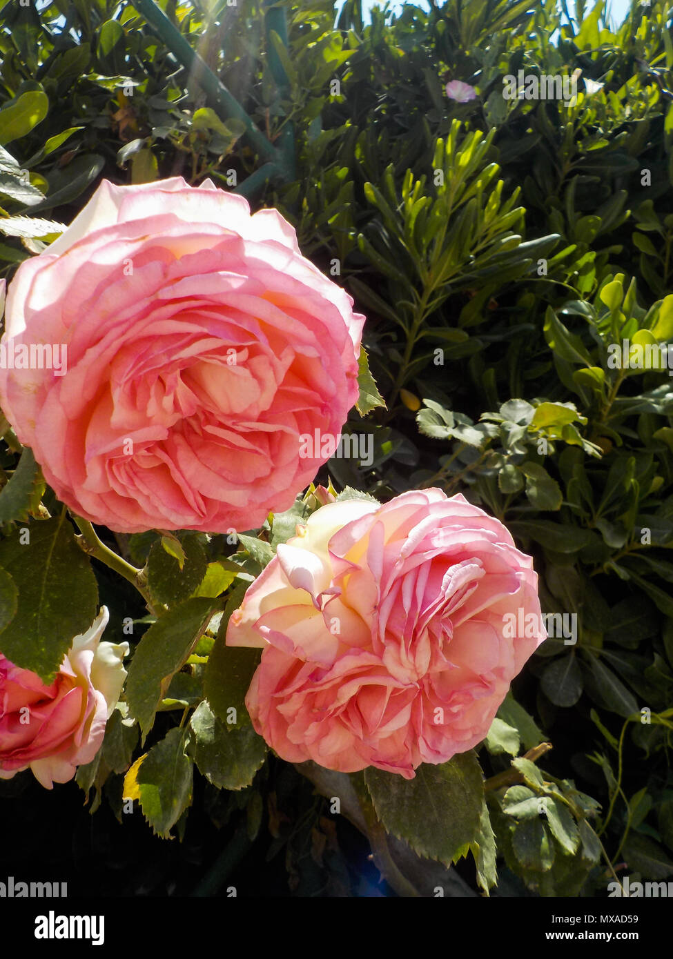 Visione Artistica The Erotic And Surrealistic Art Of Brian M Viveros