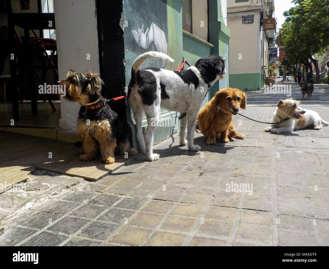 Gruppo di cani in attesa legato alla porta di un bar per i loro proprietari Foto Stock