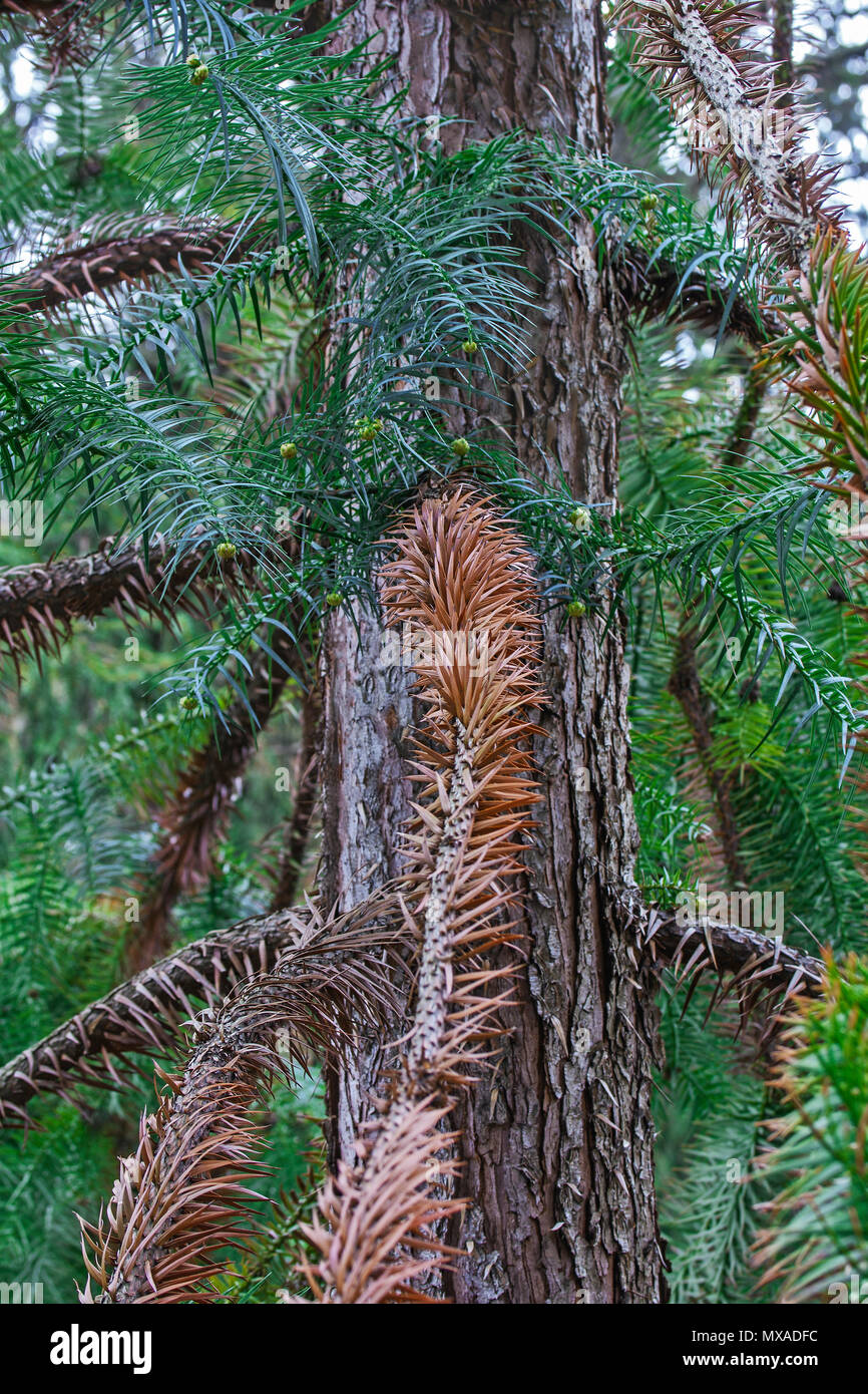 Blue-aguglia cina fir (Cunninghamia lanceolata glauca). Noto come il blu cina anche fir. Foto Stock