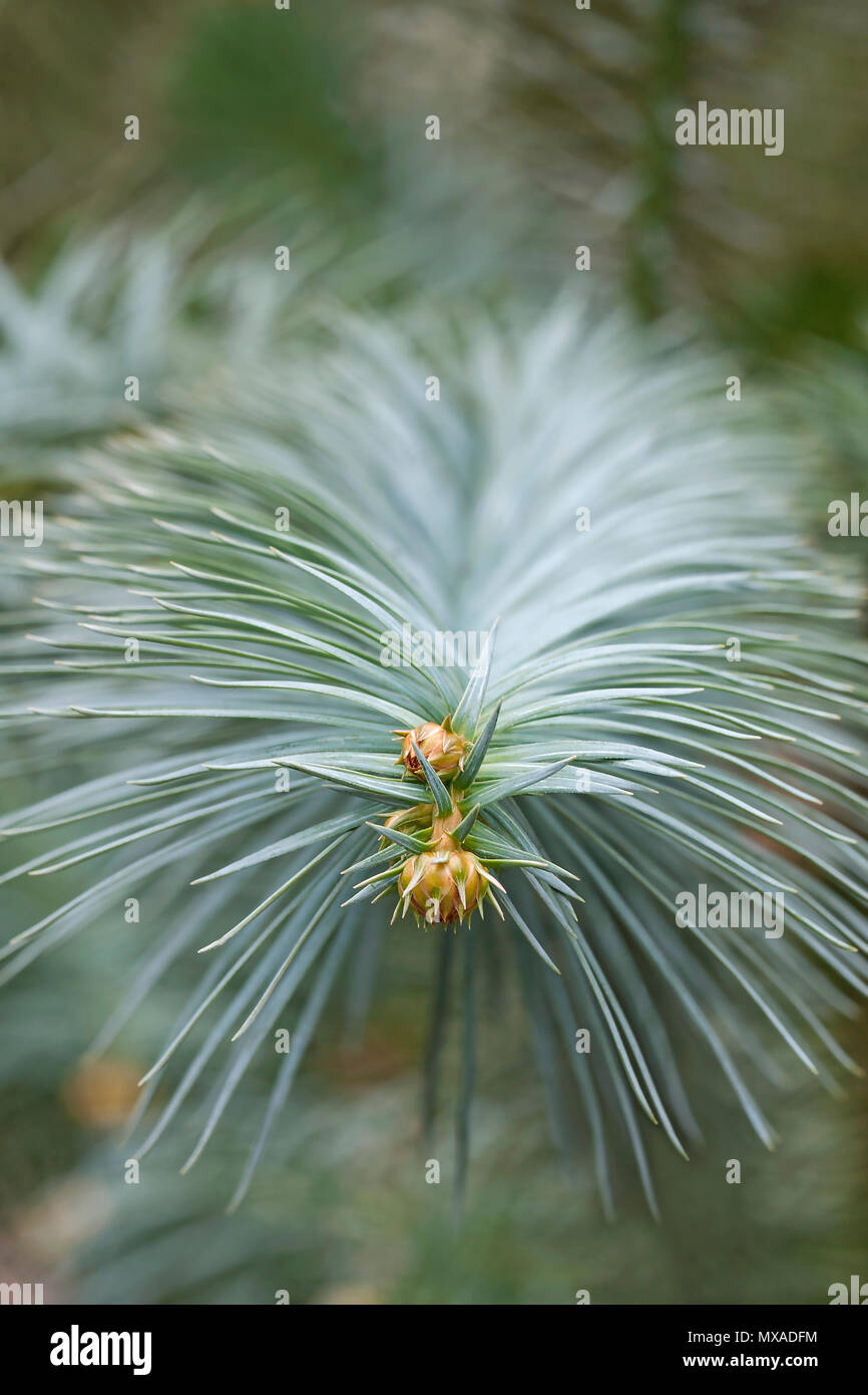 Blue-aguglia cina fir (Cunninghamia lanceolata glauca). Noto come il blu cina anche fir. Foto Stock