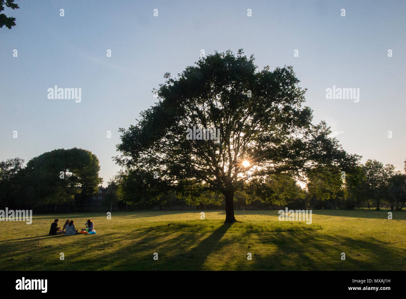 Un gruppo di amici per trascorrere una piacevole serata picnic da un singolo albero in un parco a Londra Foto Stock