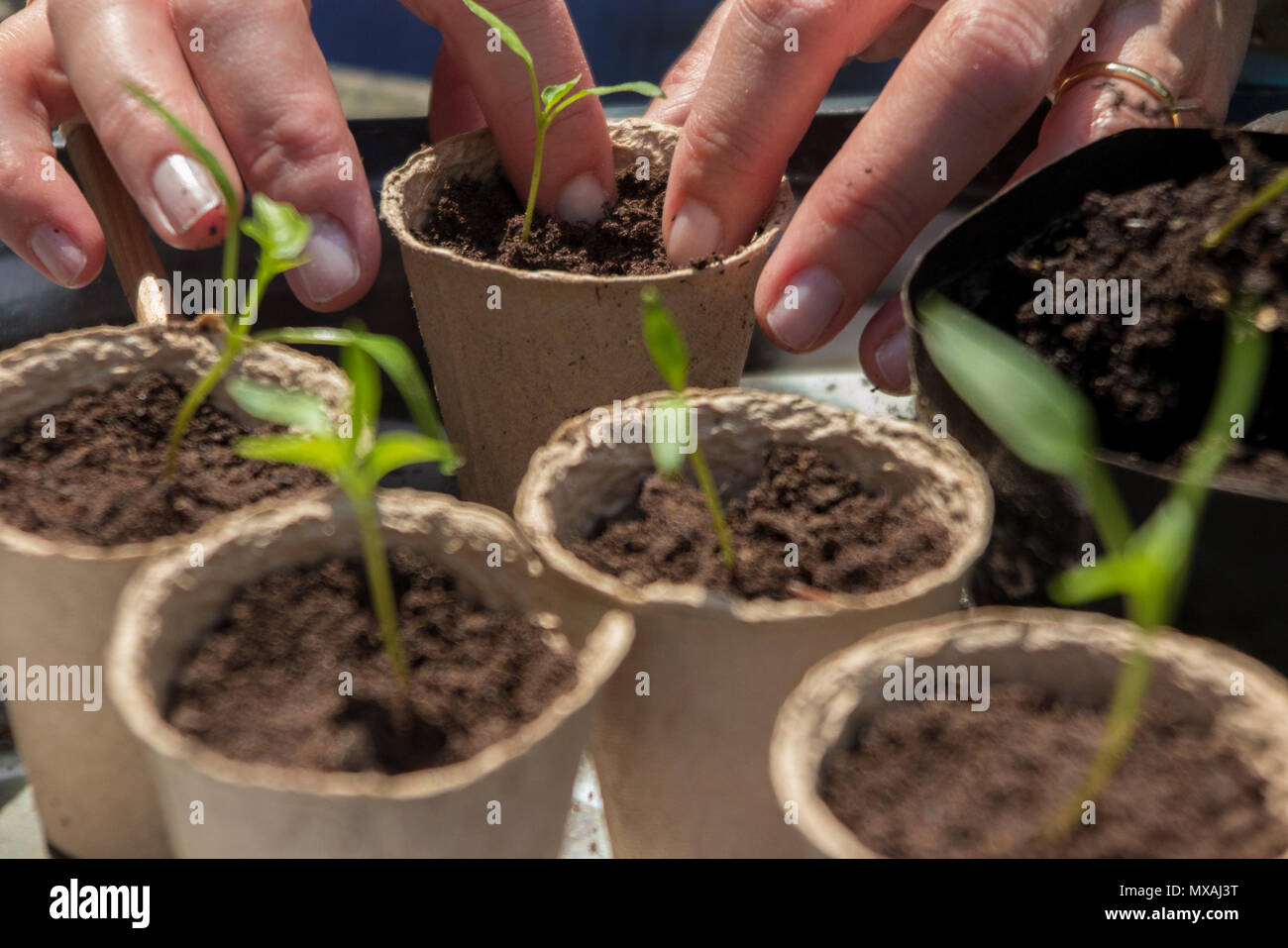 Un giardiniere trapiantare (o incapsulamento su) piantine in cartone dei POT del fiore di crescere su Foto Stock