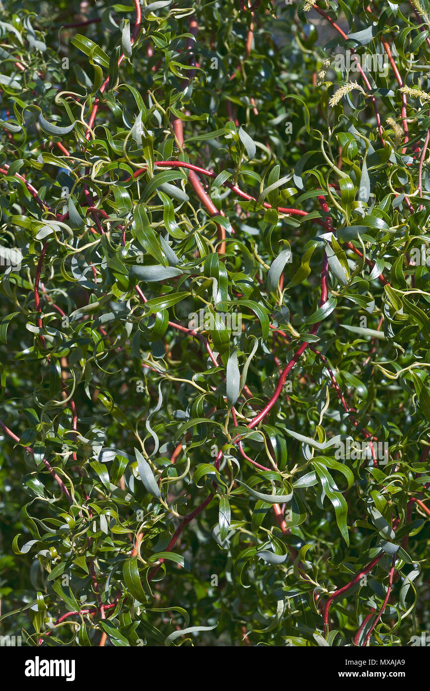 Scarlet Curl cavatappi willow (Salix matsudana x Scarcuzam). Noto come Hankow willow e a Pechino anche Willow. Foto Stock