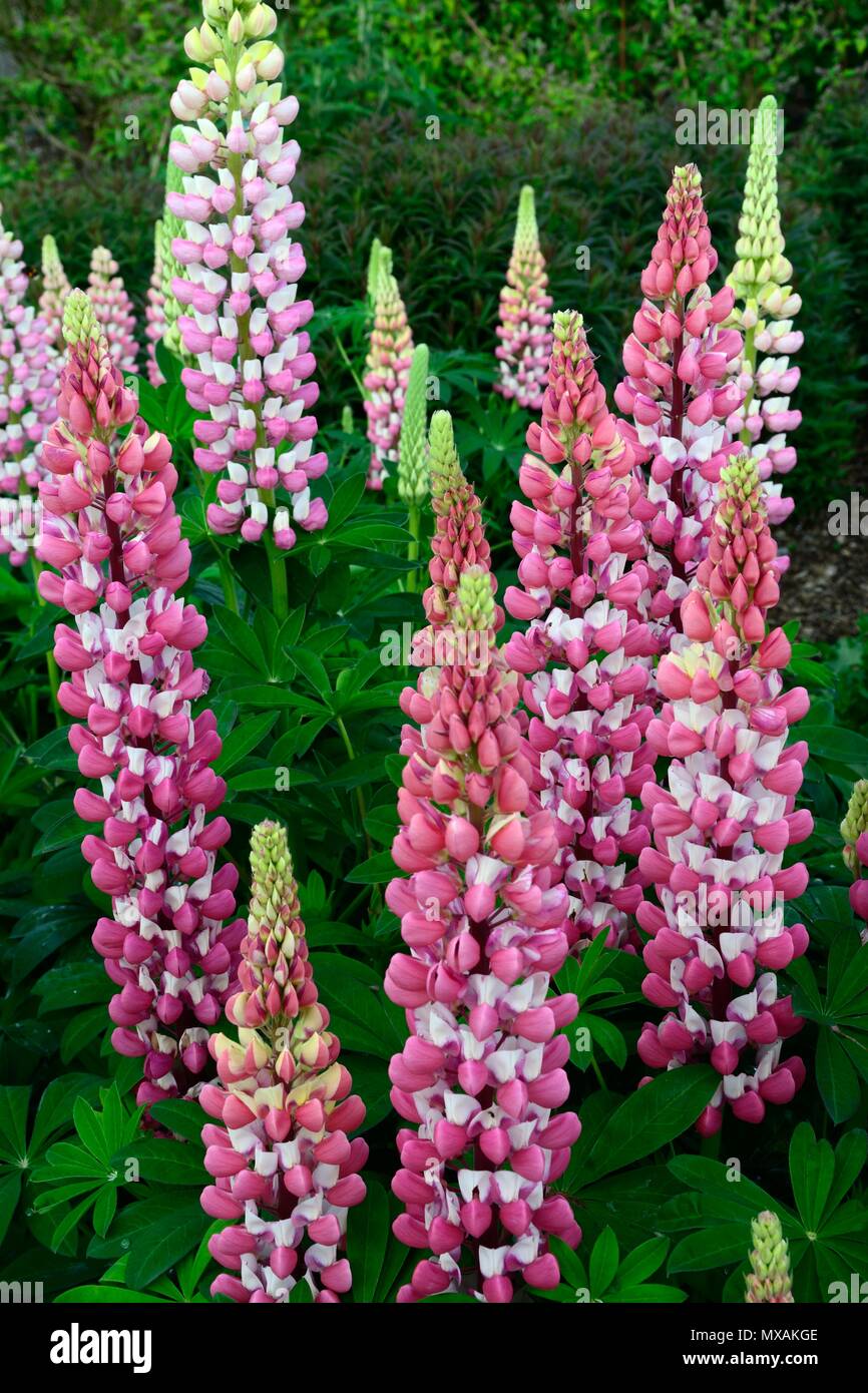 Lupinus Lupino Chatelaine la banda di serie nobile dolce morbido al profumo di fiori di colore rosa Foto Stock