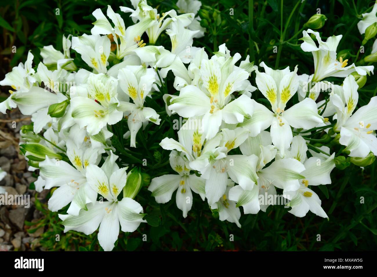 Pelegrina Alstroemria modulo bianco fiori Foto Stock