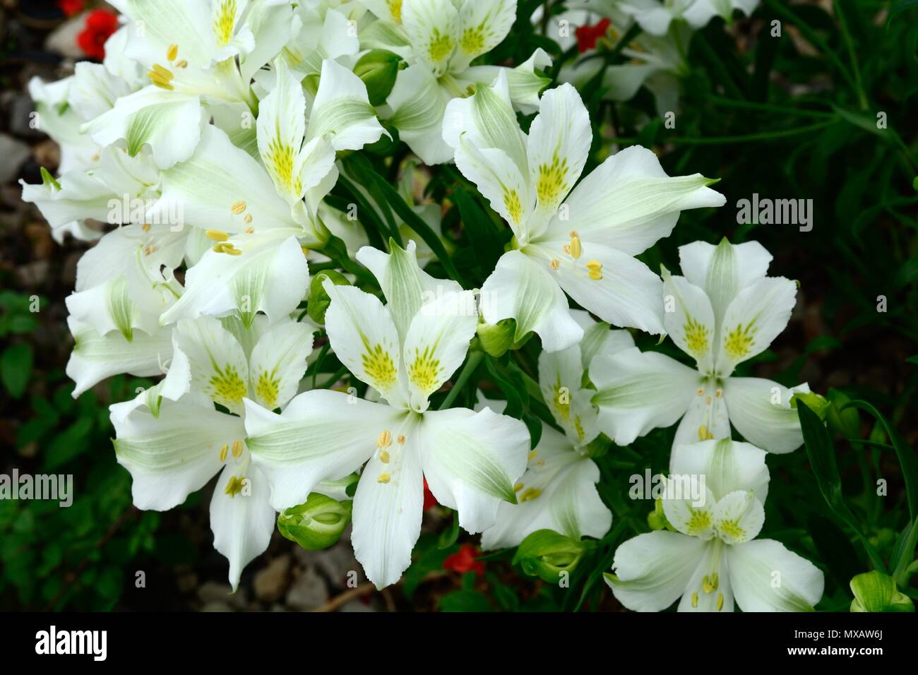 Pelegrina Alstroemria modulo bianco fiori Foto Stock
