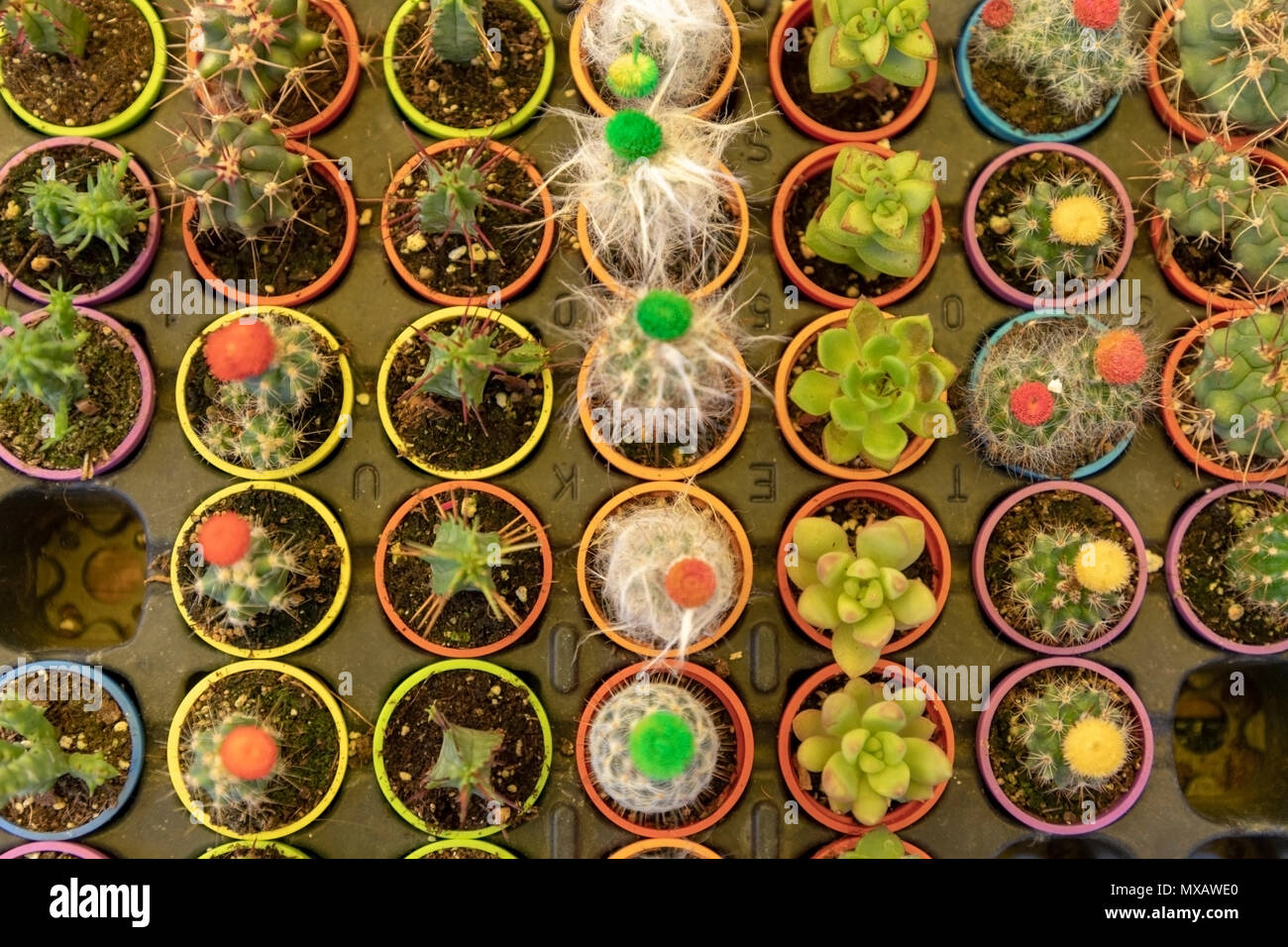 Vari tipi di piccole piante succulente e cactus Foto Stock
