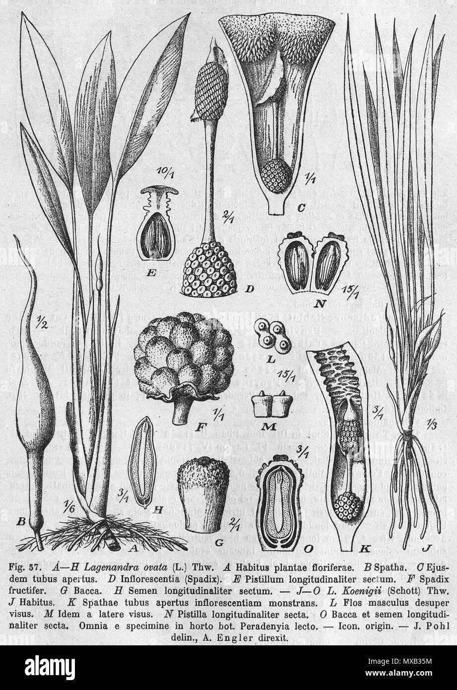 . Inglese: Lagenandra ovata & L. koenigii disegni botanici . 1920. Disegno: Pohl (d. 1939) in Das Pflanzenreich di Engler (d. 1930) 357 Lagenandra ovata ho koenigii DPR Foto Stock