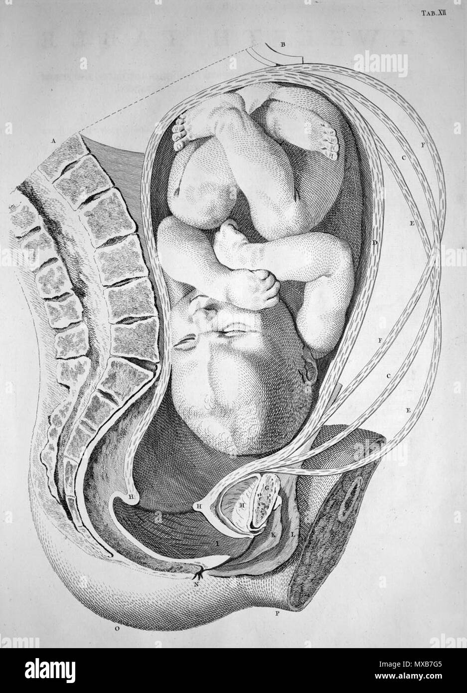 . William Smellie (1697-1763): Una sett di tavole anatomiche con spiegazioni e un una semplificazione della pratica di ostetricia, 1754. Gennaio 2008. McLeod 565 Smellie gravità Foto Stock