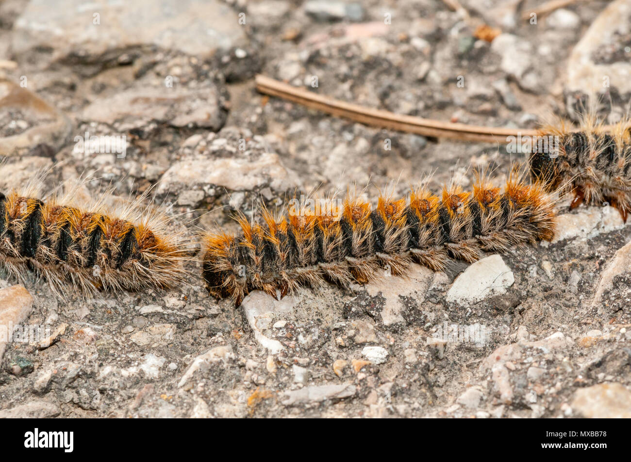 Pine processionary, bruchi, Thaumetopoea pityocampa Foto Stock