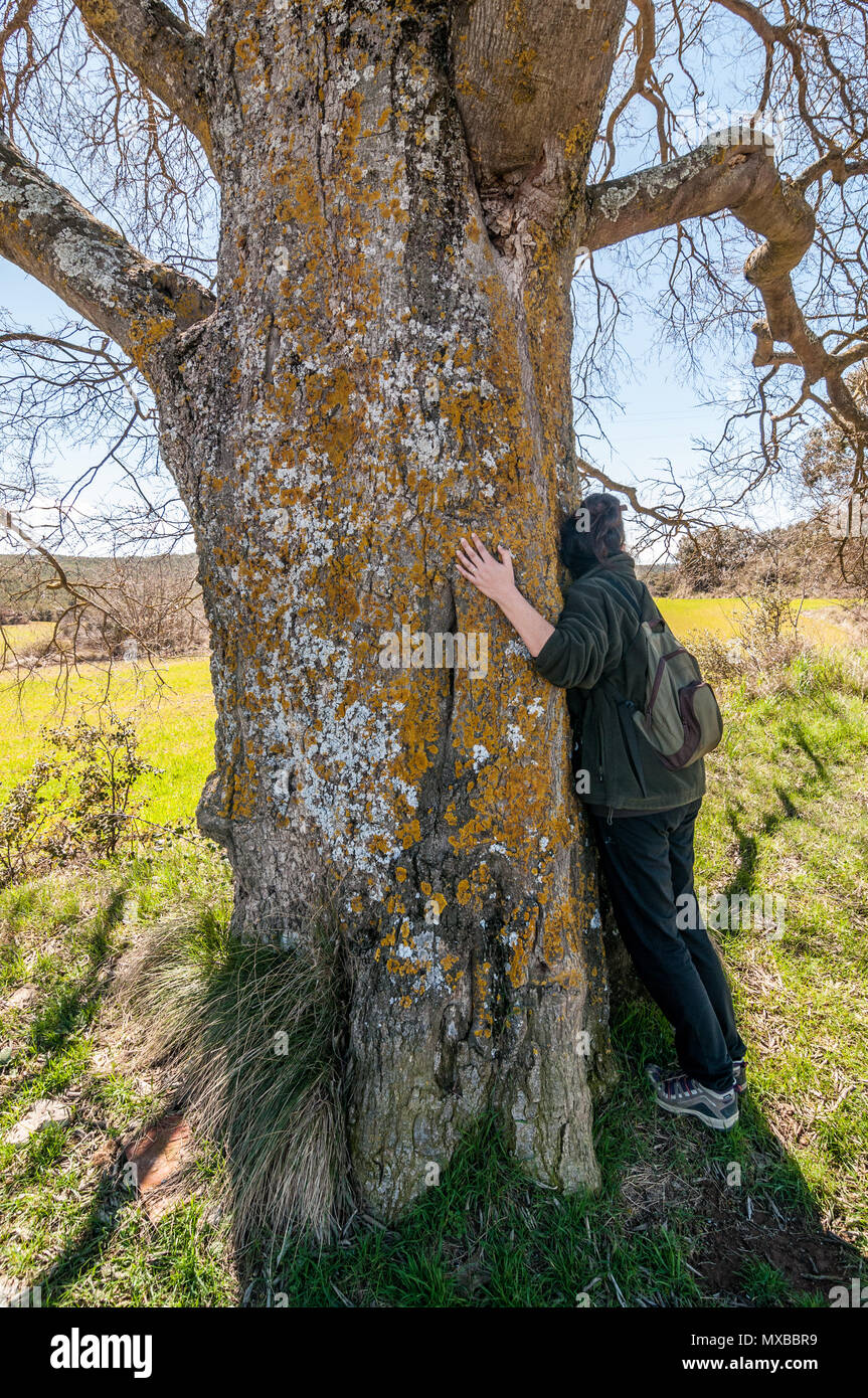 Donna che abbraccia, Europeo ortica tree, Celtis australis, tronco, Catalogna, Spagna Foto Stock