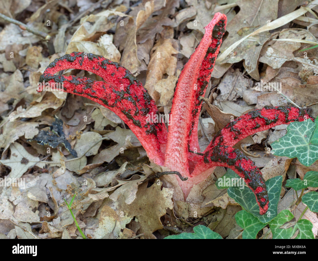 Puzzolente fungo - Clathrus archeri. Il polpo stinkhorn. Foto Stock