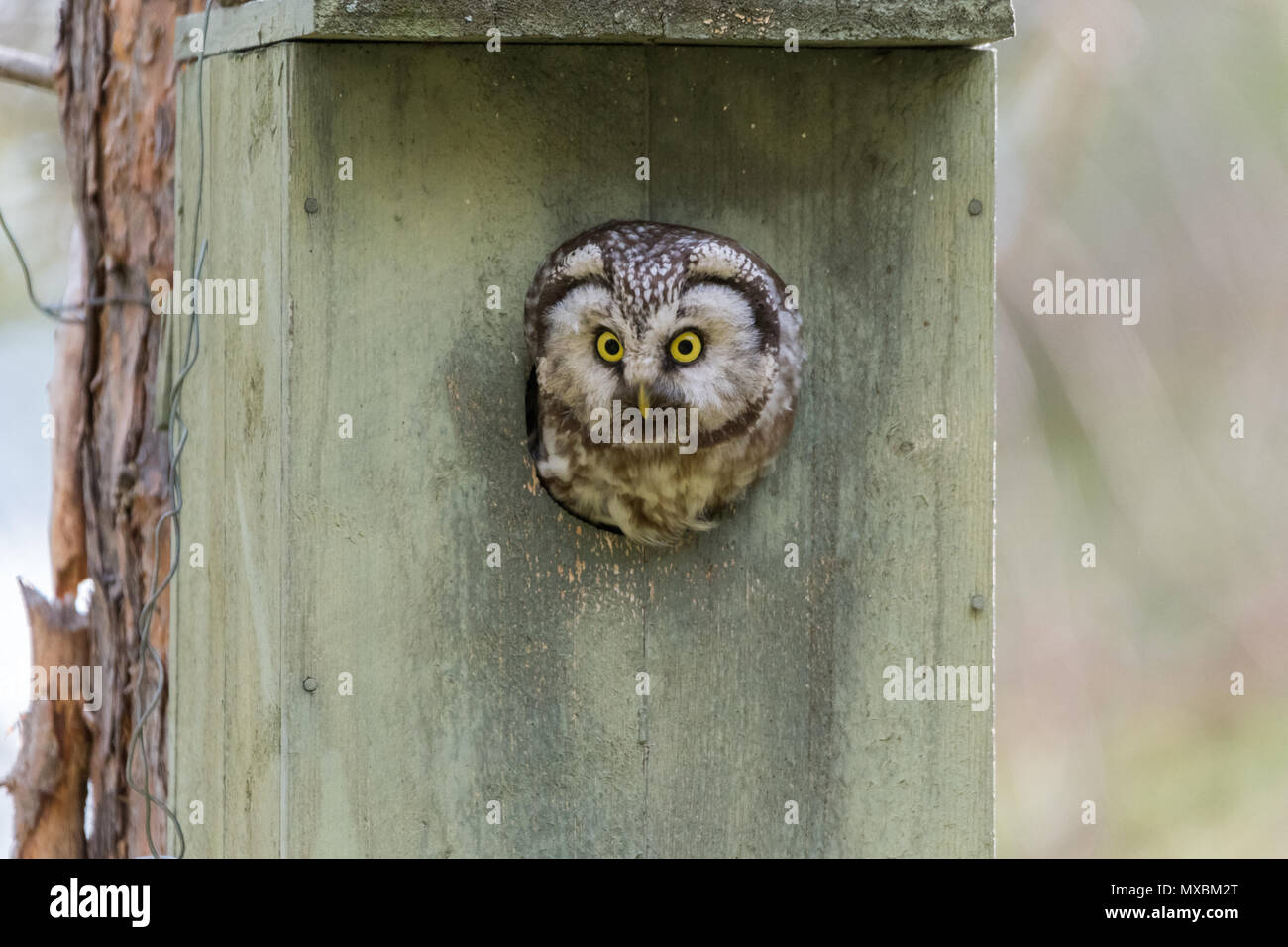 Boreal owl seduta nella casella di gufo guardando Foto Stock