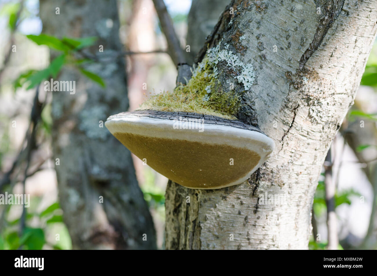 Zoccolo funghi che crescono su Salix caprea willow tree Foto Stock