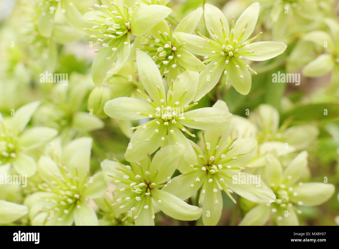 La clematide cartmanii 'fragrante Oberon', un sempreverde clematis, in fiore in primavera (maggio), Inghilterra, Regno Unito Foto Stock