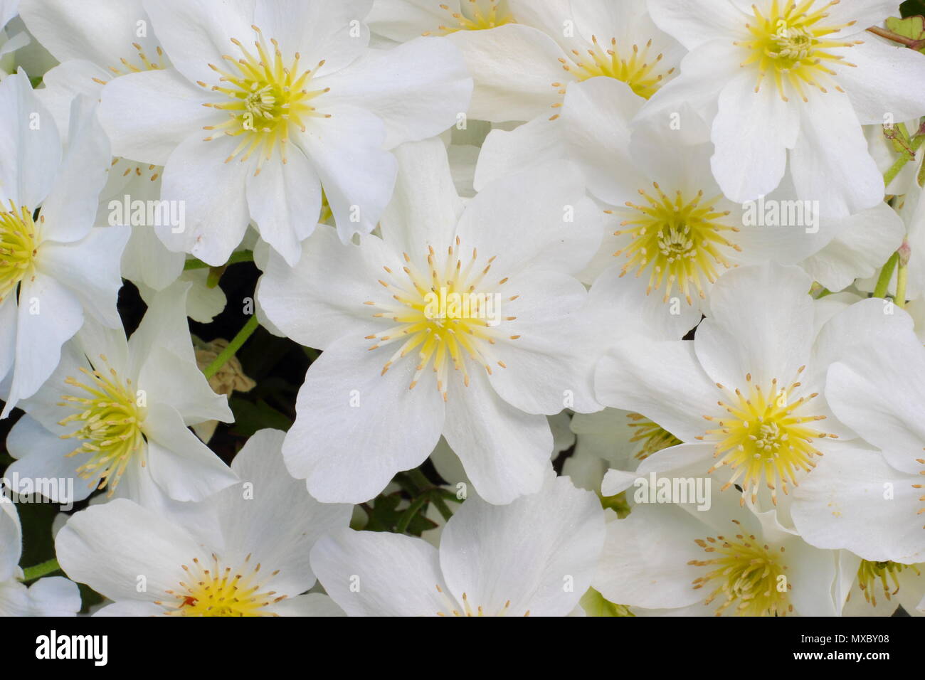 La clematide cartmanii "valanga", un arbusto sempreverde, nessun prune clematis, in fiore in primavera, REGNO UNITO Foto Stock