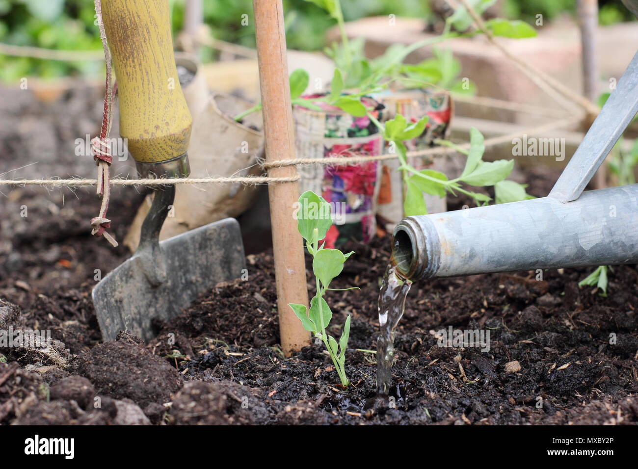 Lathyrus odoratus. Abbeveraggio un giovane pisello dolce pianta alla base di una canna e lo spago wigwam supporto vegetale, molla, REGNO UNITO Foto Stock