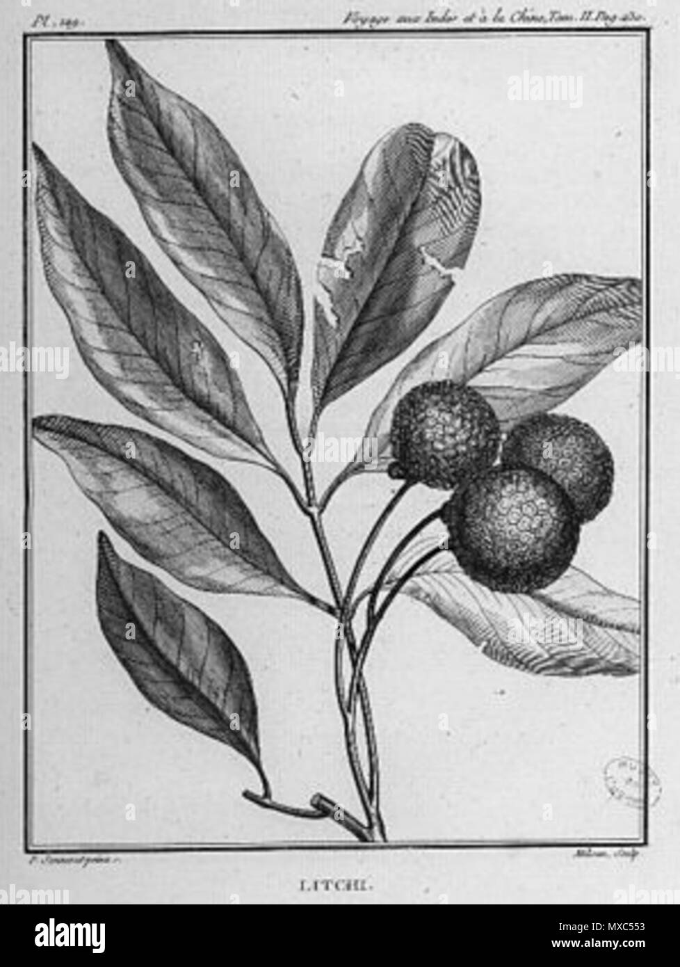 . Français : Litchi, illustrazione de Sonnerat . 25 giugno 2014, 10:55:03. Pierre Sonnerat (1748-1814) 374 Litchi Sonnerat Foto Stock