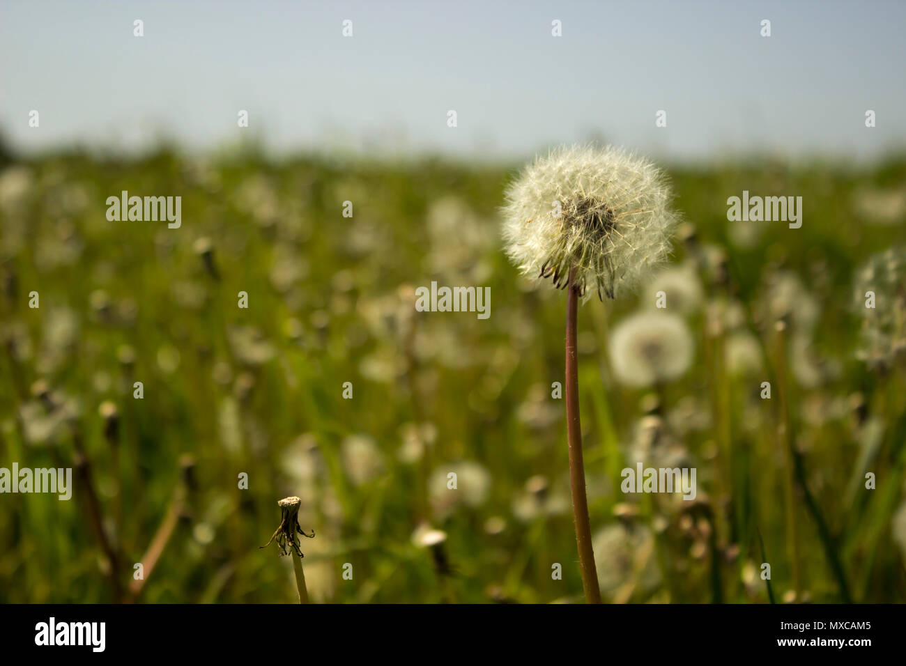 Immagine ravvicinata di un dente di leone nel paese di Upton Park, Dorset (UK). La molla 2018. Foto Stock