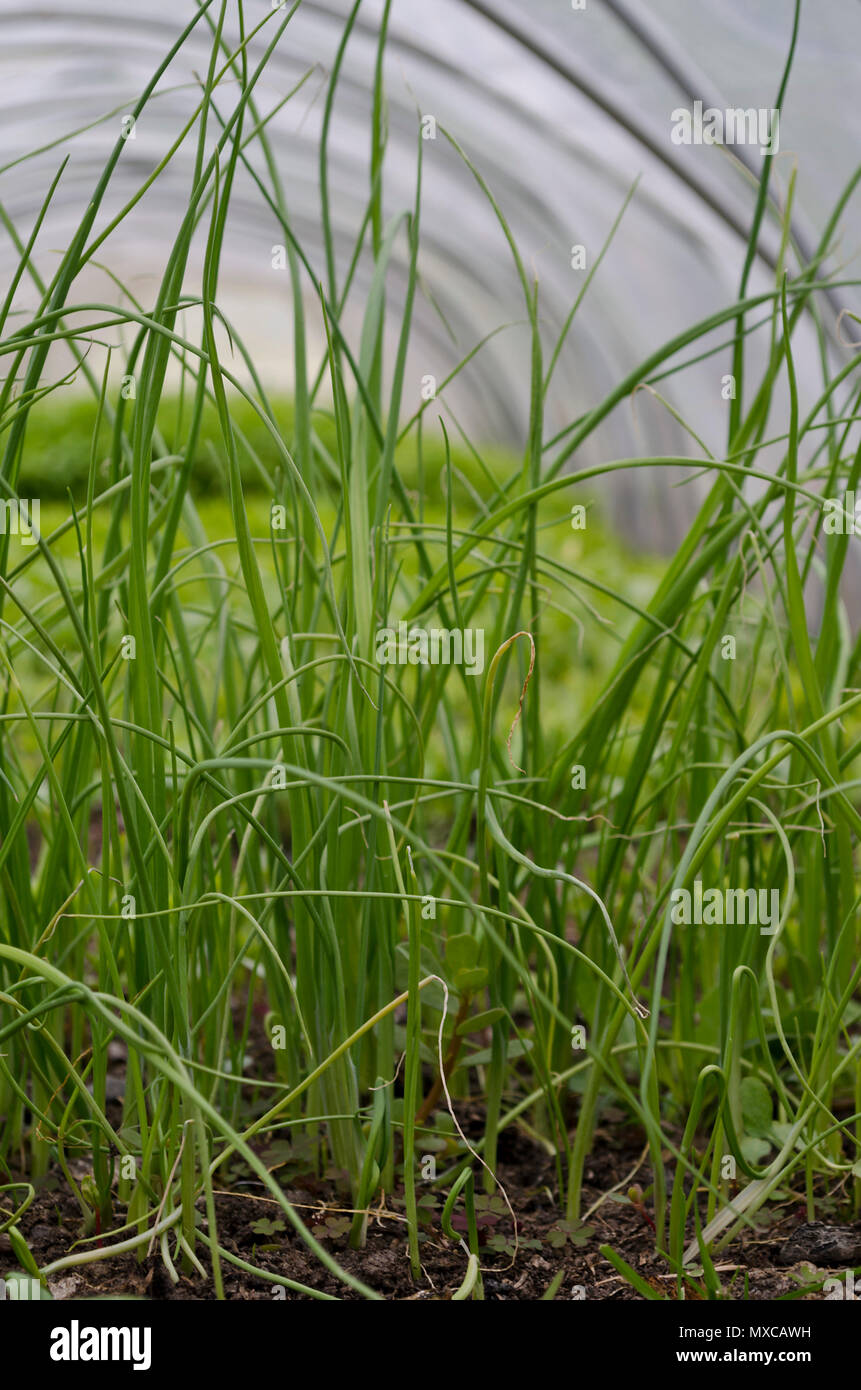 Crescente cipolla giovani nei campi in estate Foto Stock