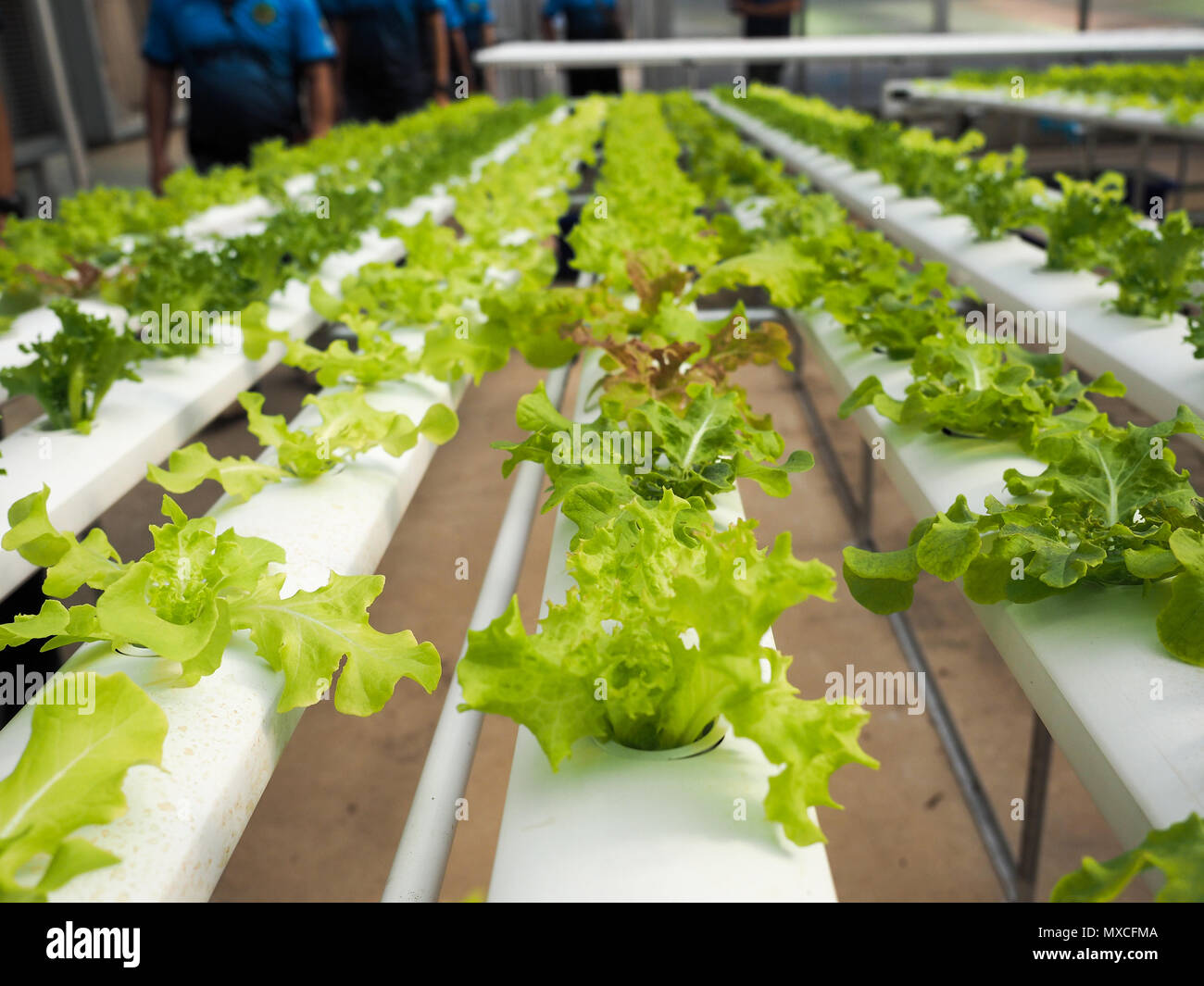 La coltivazione idroponica di insalata verde Foto stock - Alamy